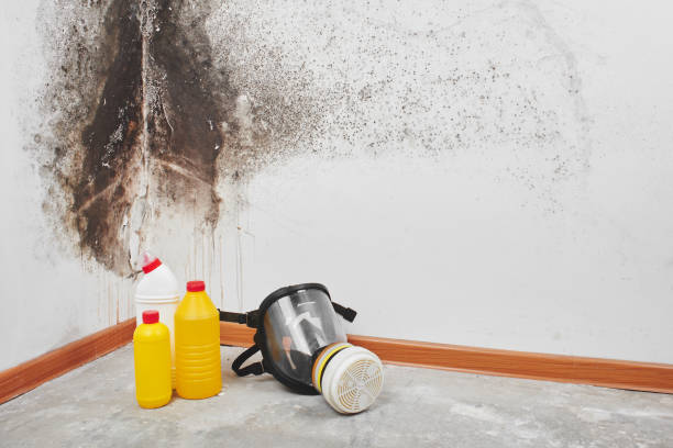 Best Crawl Space Mold Removal  in Kirby, TX