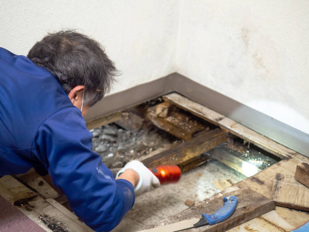 Best Crawl Space Mold Removal  in Kirby, TX