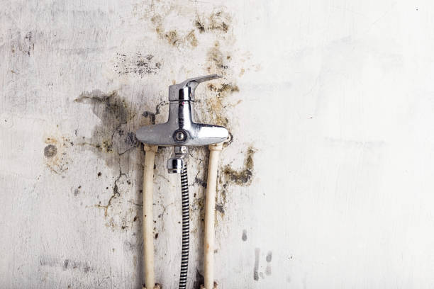 Best Local Mold Removal Service  in Kirby, TX