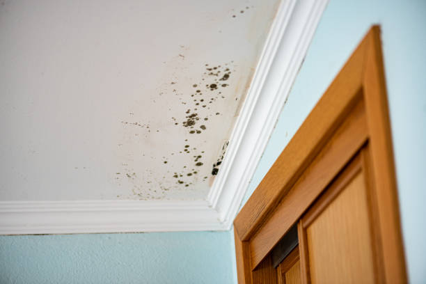 Best Mold Removal Near Me  in Kirby, TX