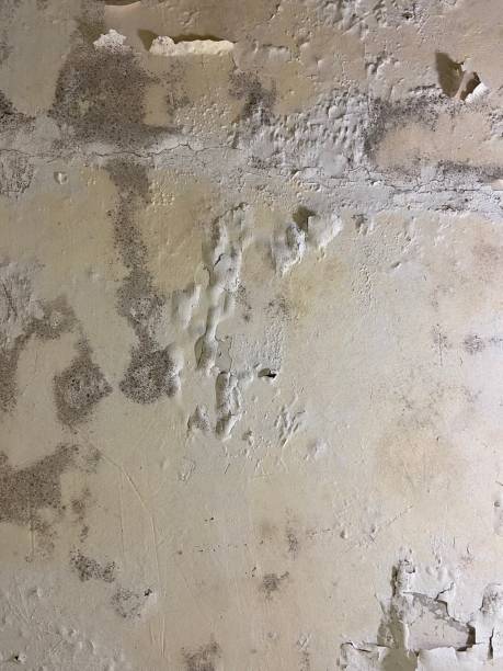 Best Mold Damage Repair  in Kirby, TX