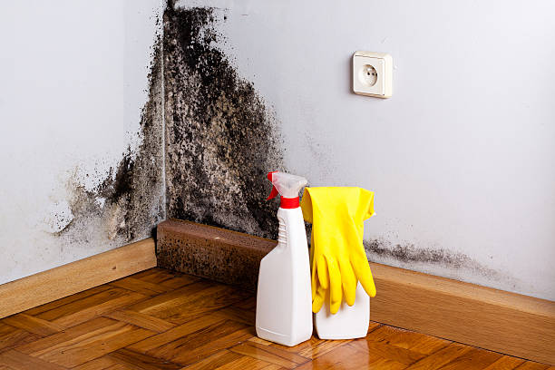 Best Home Mold Removal  in Kirby, TX