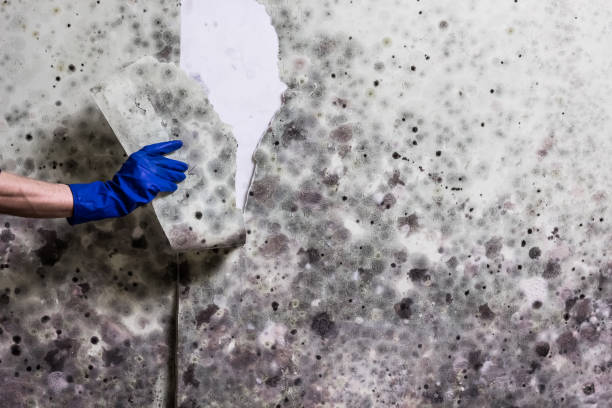 Best Mold Remediation  in Kirby, TX