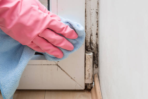 Best Toxic Mold Removal  in Kirby, TX